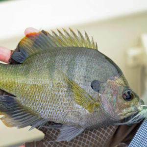 Bluegill caught while Fly Fishing in North Texas