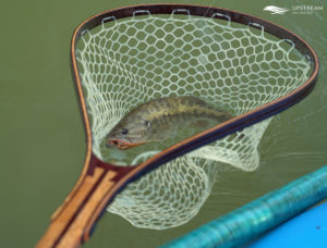 Bass in the Net caught while Fly Fishing in North Texas