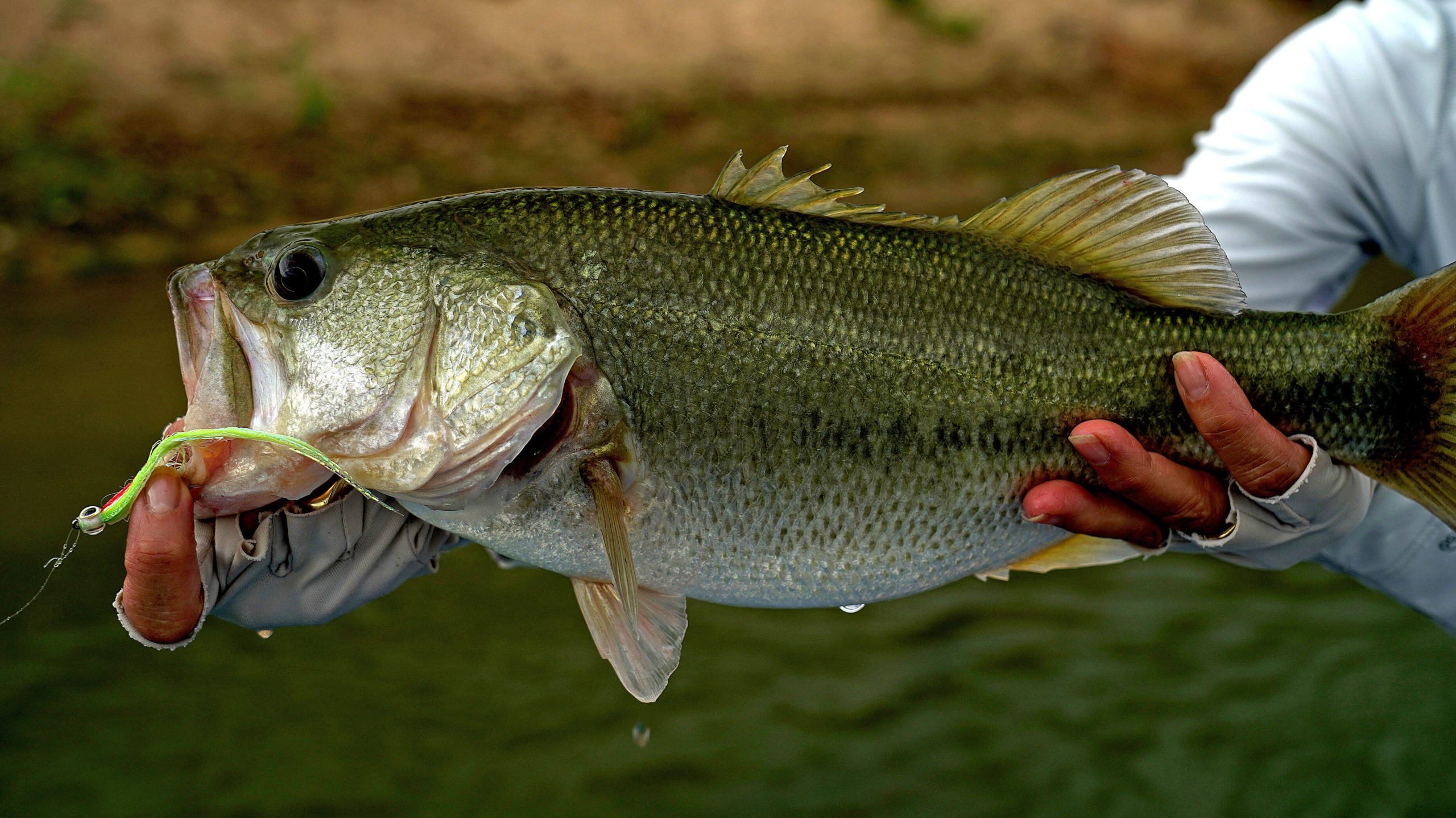 Fly Fishing Caught Largemouth Bass in North Texas
