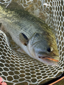 Upstream On The Fly Guided Fly Fishing Caught Largemouth Bass in North Texas