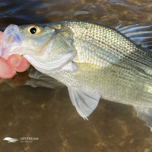 Sand (White) Bass caught while Fly Fishing in North Texas on a Wade Trip