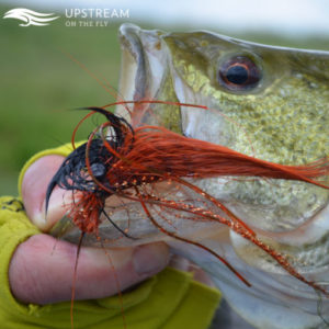 Fly Fishing Caught Largemouth Bass in North Texas