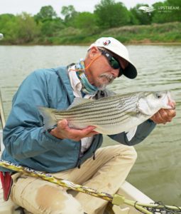 Striped Bass